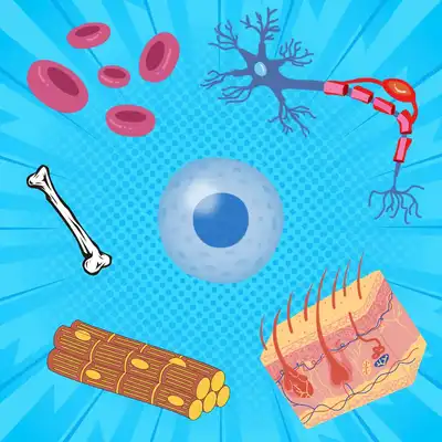 Stem cells are unique, unspecialised cells which have the potential to give rise to the more specialised cell types in our body. Image: Sunaina Rao.